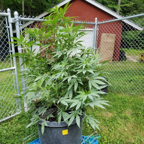 Cotton Candy  growlog timeline photo