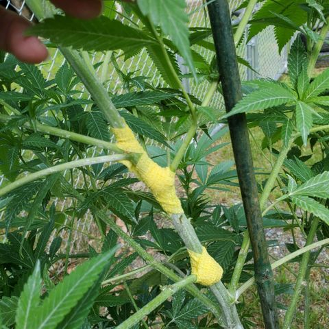 Cotton Candy  growlog photo: Bandages