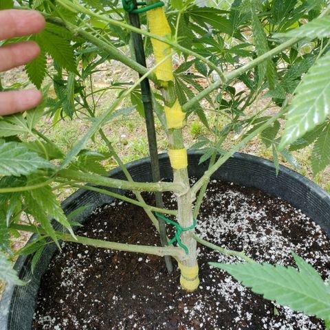 Cotton Candy  growlog photo: Bandages from worms