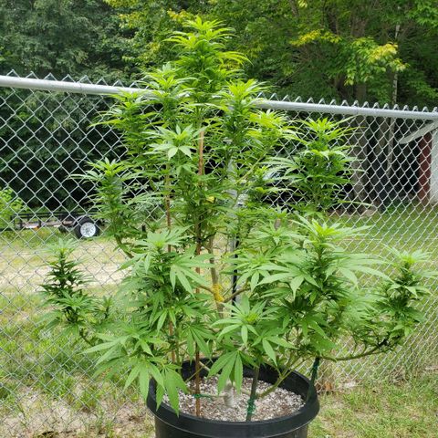 Cotton Candy  growlog timeline photo