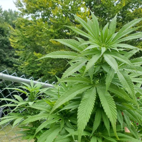 Cotton Candy  growlog timeline photo