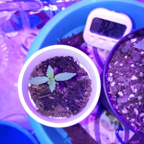 Hk auto growlog timeline photo