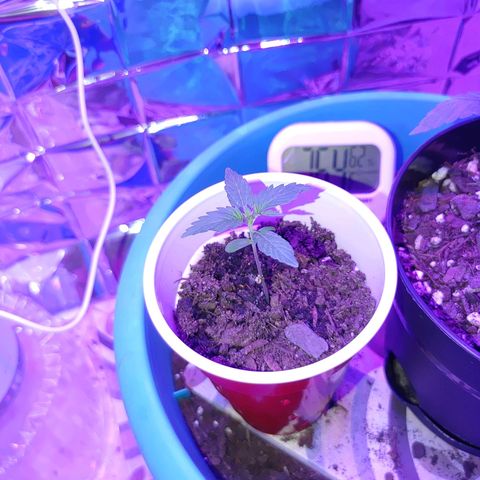 Hk auto growlog timeline photo