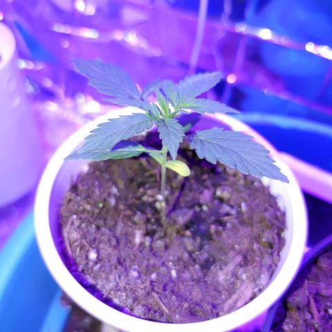 Hk auto growlog photo: Lower leaf yellowing