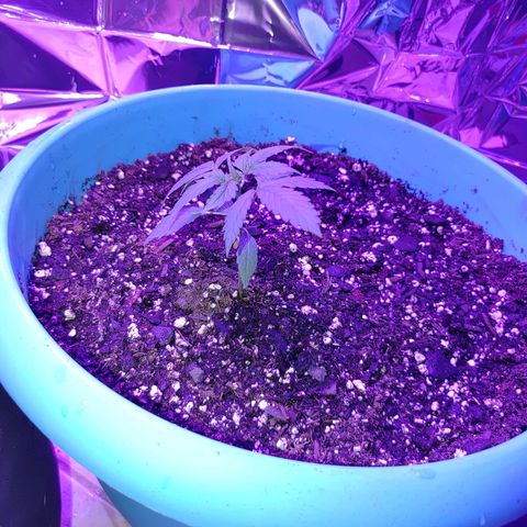 Hk auto growlog timeline photo