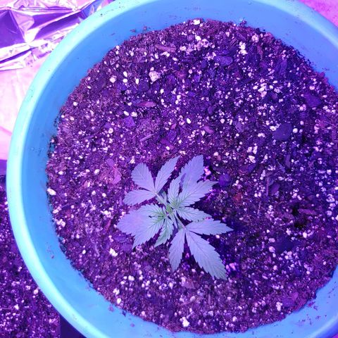 Hk auto growlog timeline photo