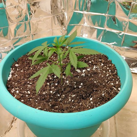 Hk auto growlog timeline photo