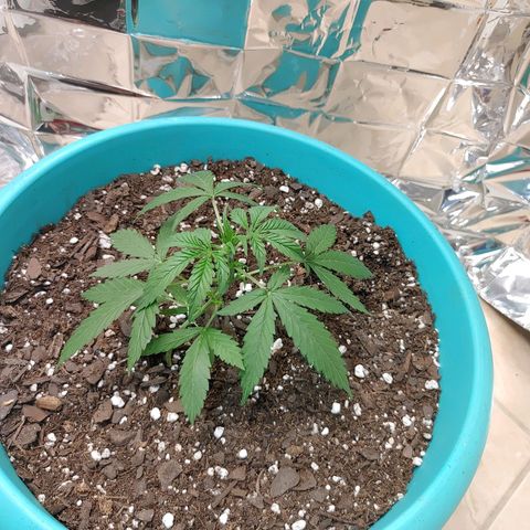 Hk auto growlog timeline photo