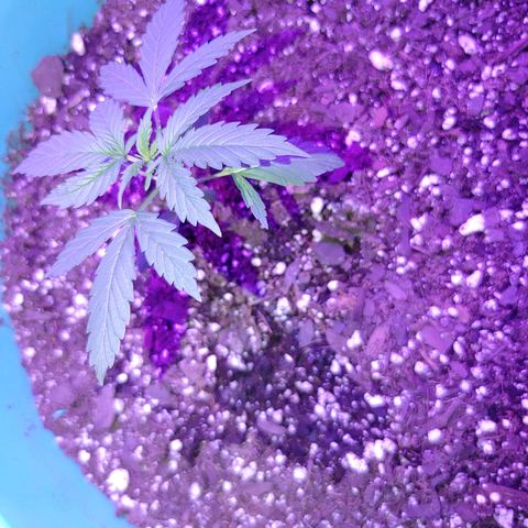 Hk auto growlog timeline photo