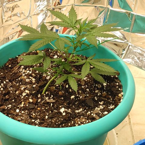 Hk auto growlog timeline photo