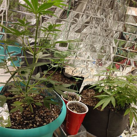 Hk auto growlog timeline photo