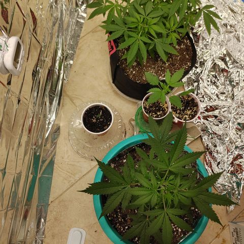 Hk auto growlog timeline photo