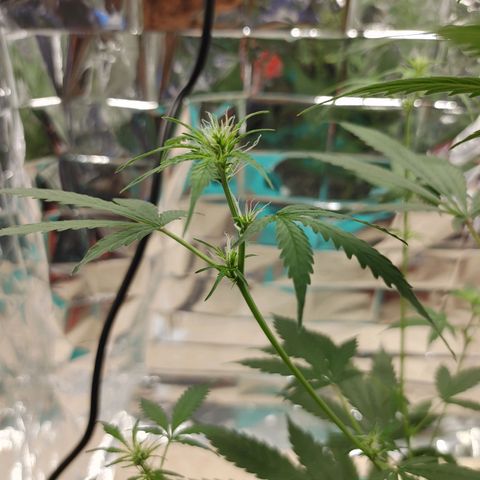 Hk auto growlog timeline photo