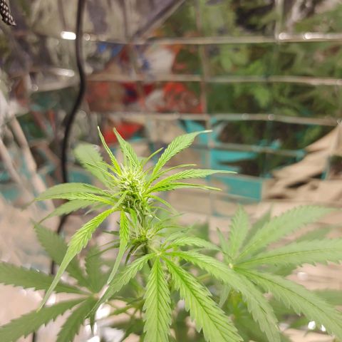 Hk auto growlog timeline photo
