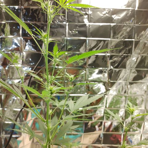 Hk auto growlog timeline photo
