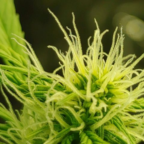 Hk auto growlog timeline photo