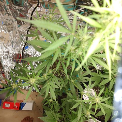 Hk auto growlog timeline photo