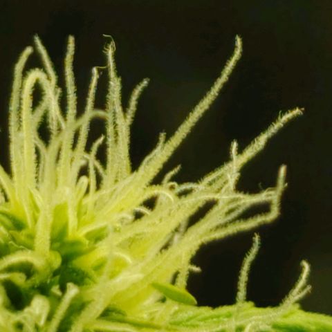 Hk auto growlog timeline photo