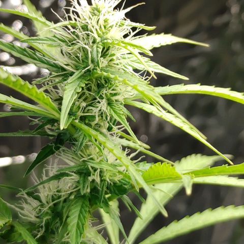Hk auto growlog timeline photo
