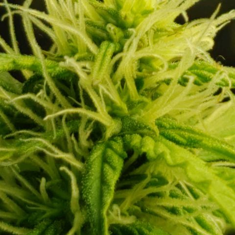 Hk auto growlog timeline photo