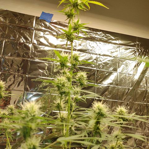 Hk auto growlog timeline photo