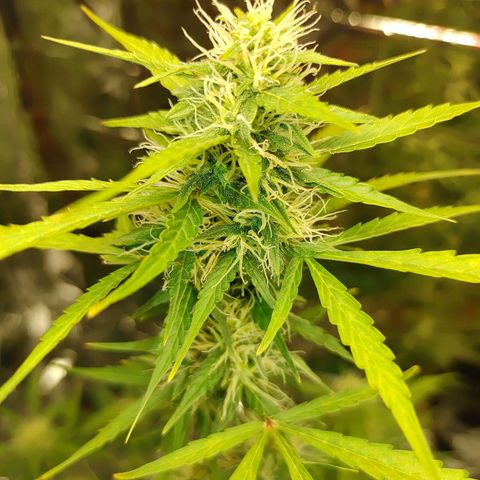 Hk auto growlog timeline photo