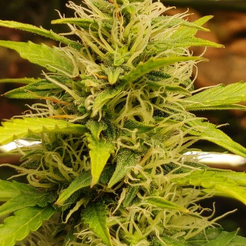 Hk auto growlog timeline photo