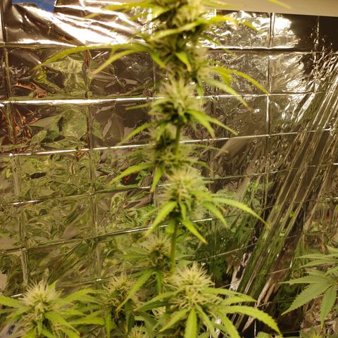 Hk auto growlog timeline photo