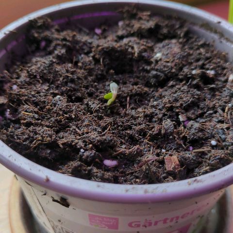 Solomatic growlog photo: germinated 🥳