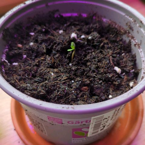 Stresskiller  growlog timeline photo