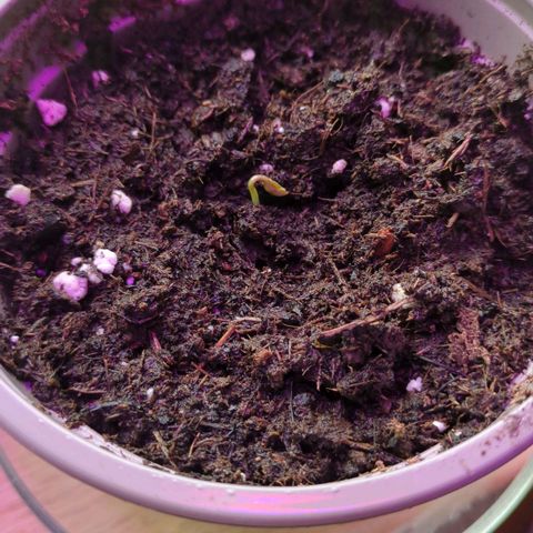 Euphoria growlog timeline photo