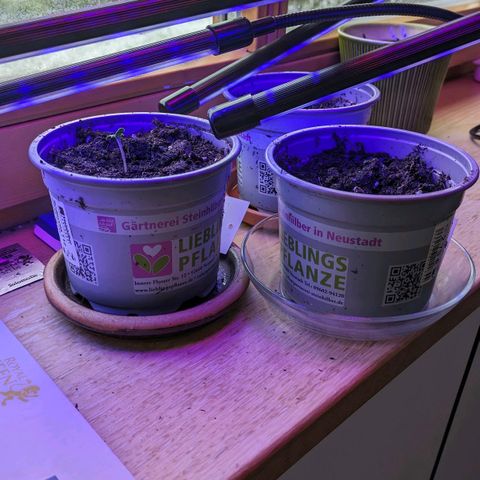 Solomatic growlog photo: all germinated now ☀️
