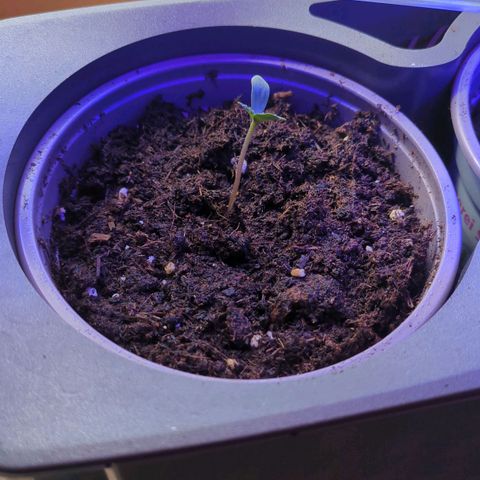 Solomatic growlog timeline photo