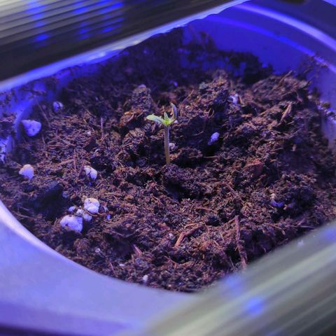 Euphoria growlog timeline photo