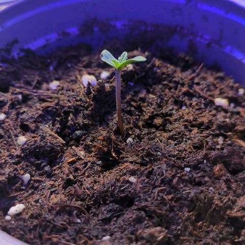 Stresskiller  growlog timeline photo