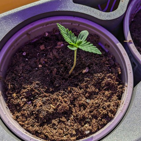 Solomatic growlog timeline photo