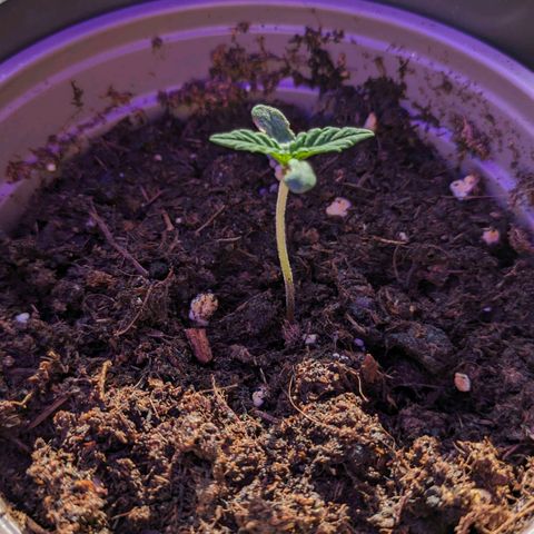 Euphoria growlog timeline photo