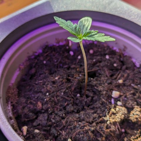 Stresskiller  growlog timeline photo