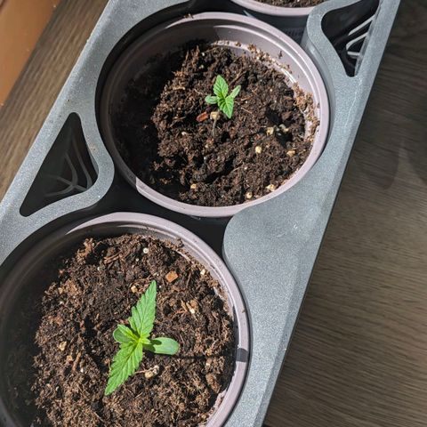Solomatic growlog timeline photo
