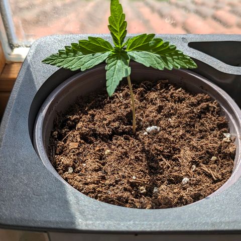 Solomatic growlog timeline photo
