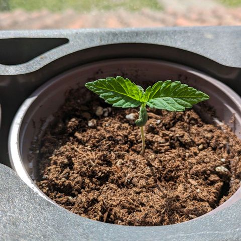 Euphoria growlog timeline photo
