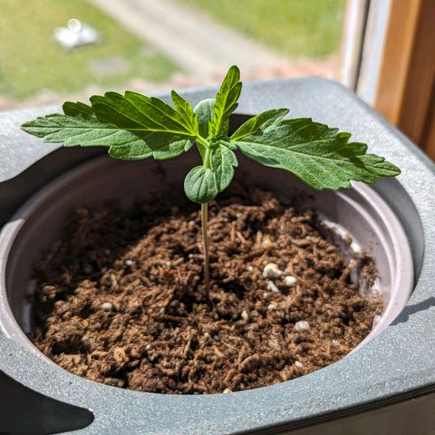 Stresskiller  growlog timeline photo