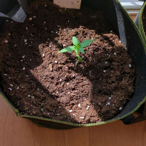 Solomatic growlog timeline photo