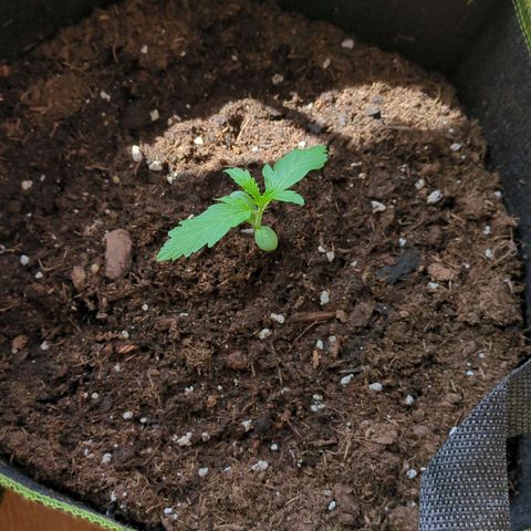 Stresskiller  growlog timeline photo