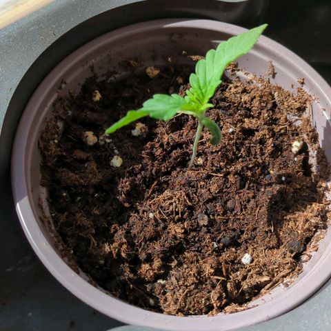 Euphoria growlog timeline photo