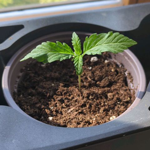 Euphoria growlog timeline photo