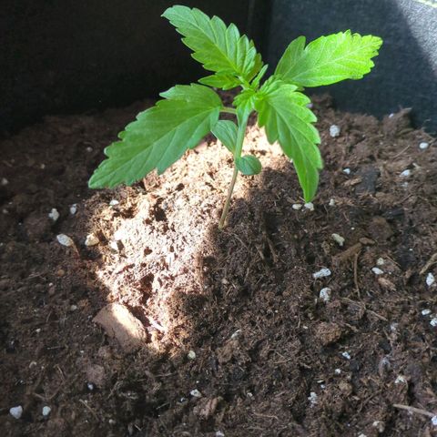 Stresskiller  growlog timeline photo