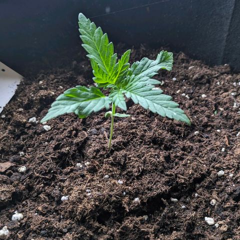 Euphoria growlog timeline photo