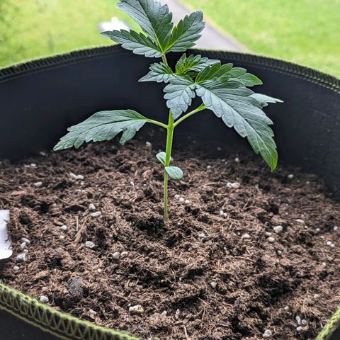 Stresskiller  growlog timeline photo