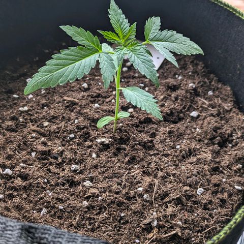 Solomatic growlog timeline photo